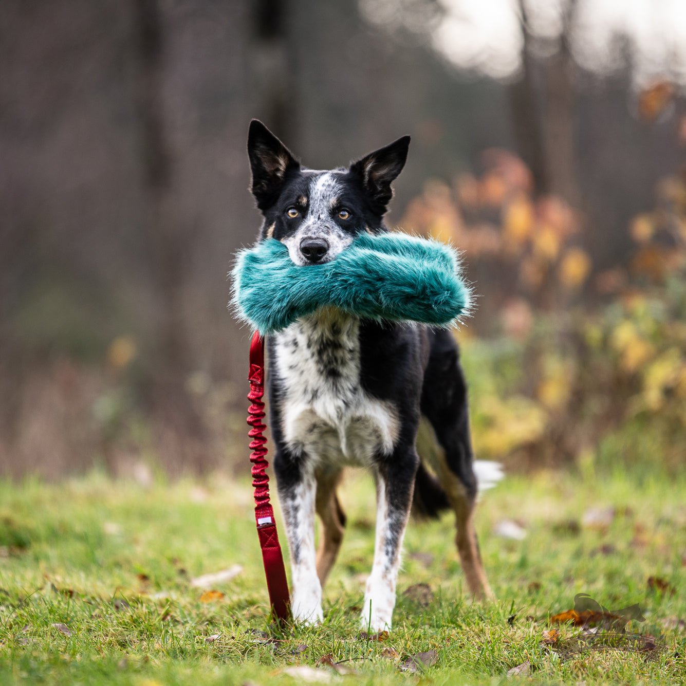 Doggie-zen flaskeleke