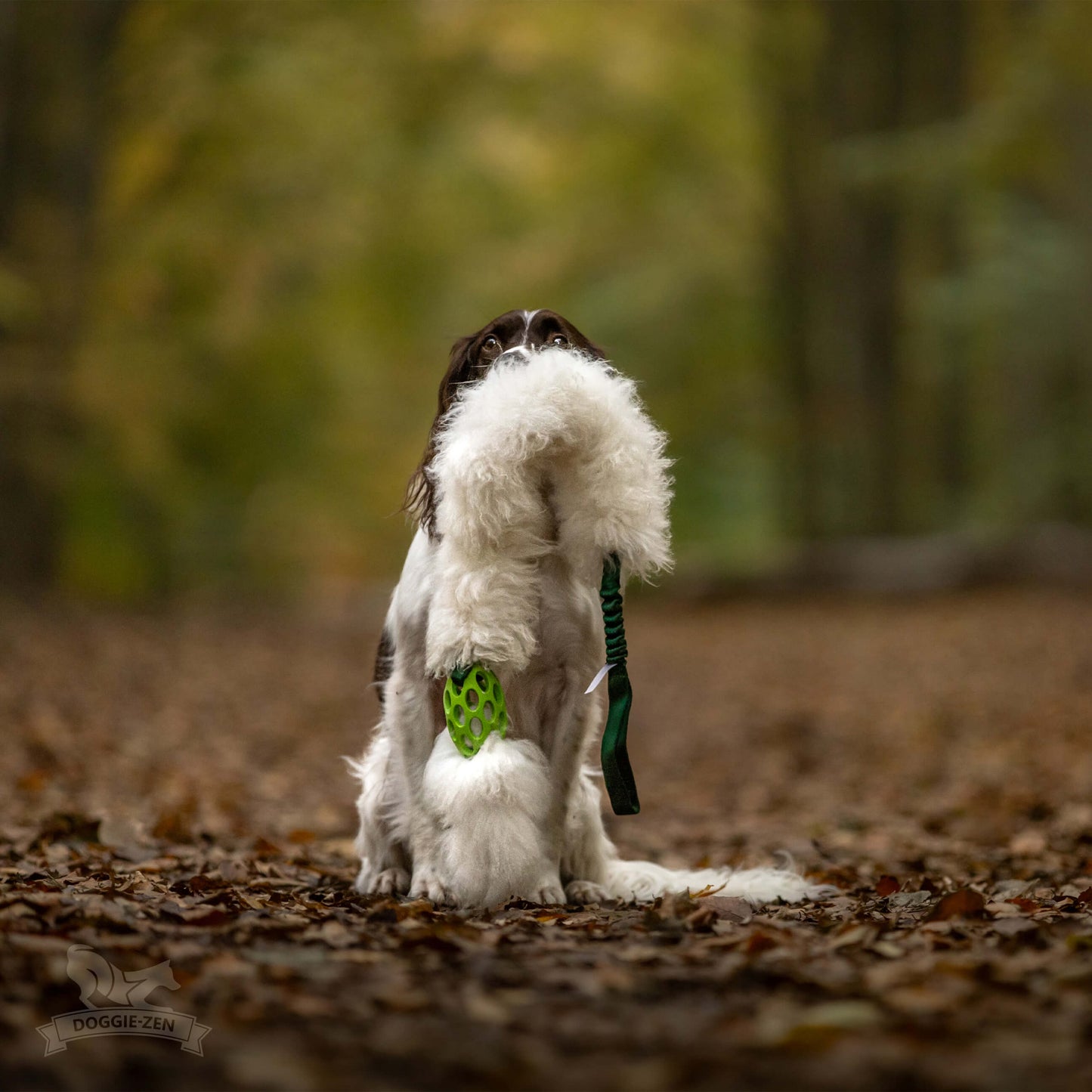 NY! Doggie - Zen Hol-ee kometjager Kun Sau