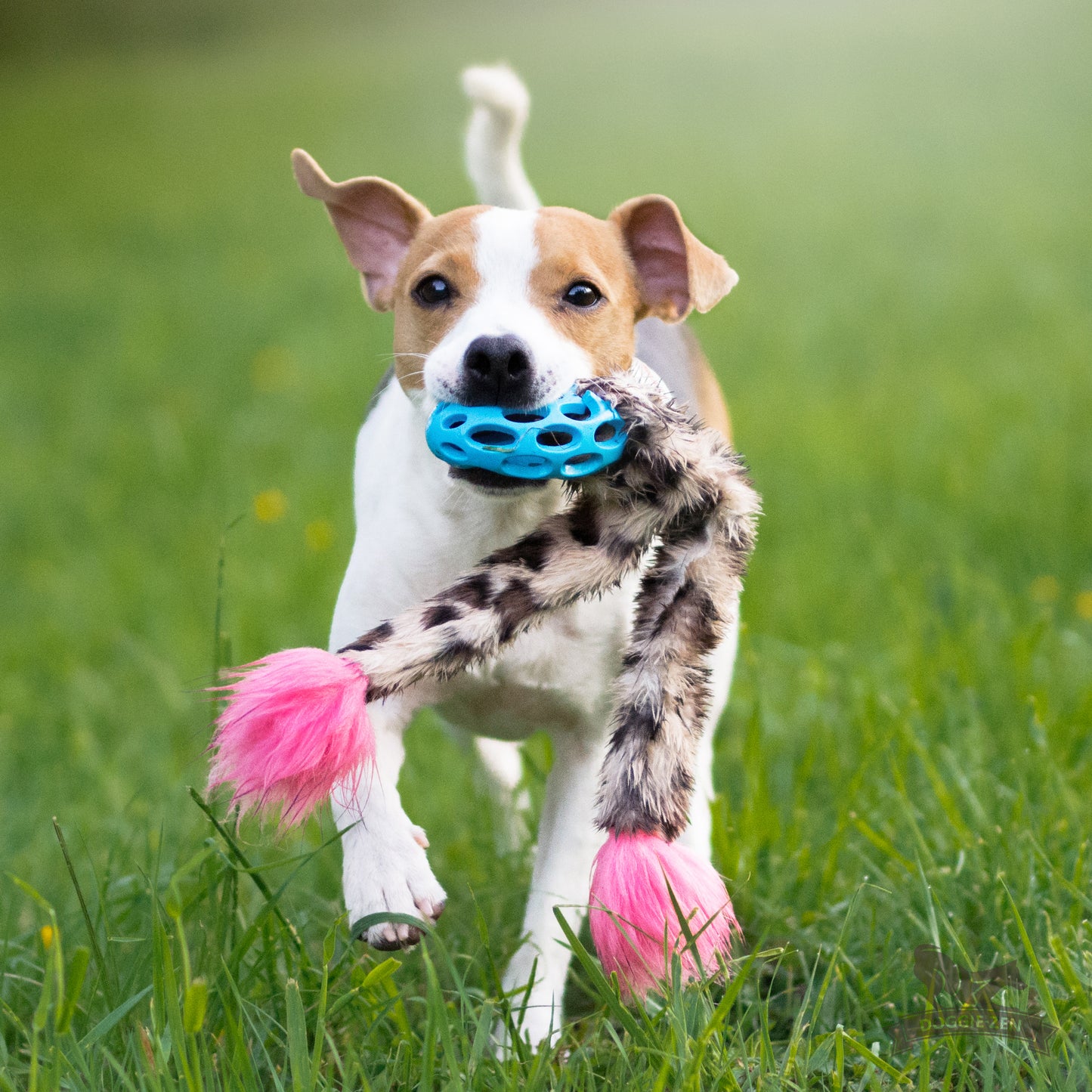 Doggie - Zen Hol-ee raslepipeleke