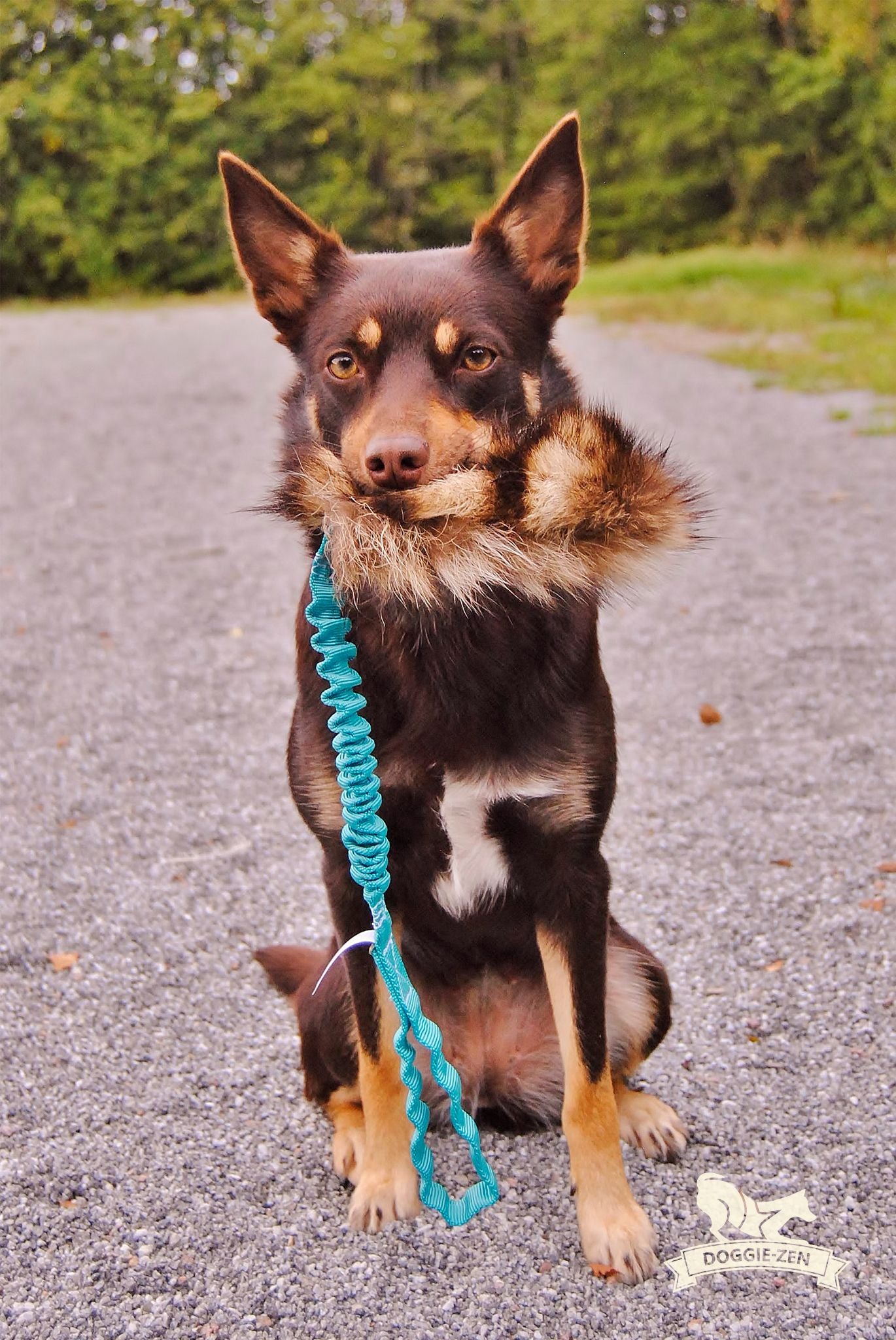 Doggie - Zen Kampleke med vaskebjørn