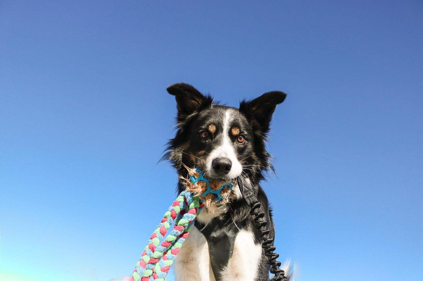 Doggie - Zen Hol-ee blekksprut med fleece fletter