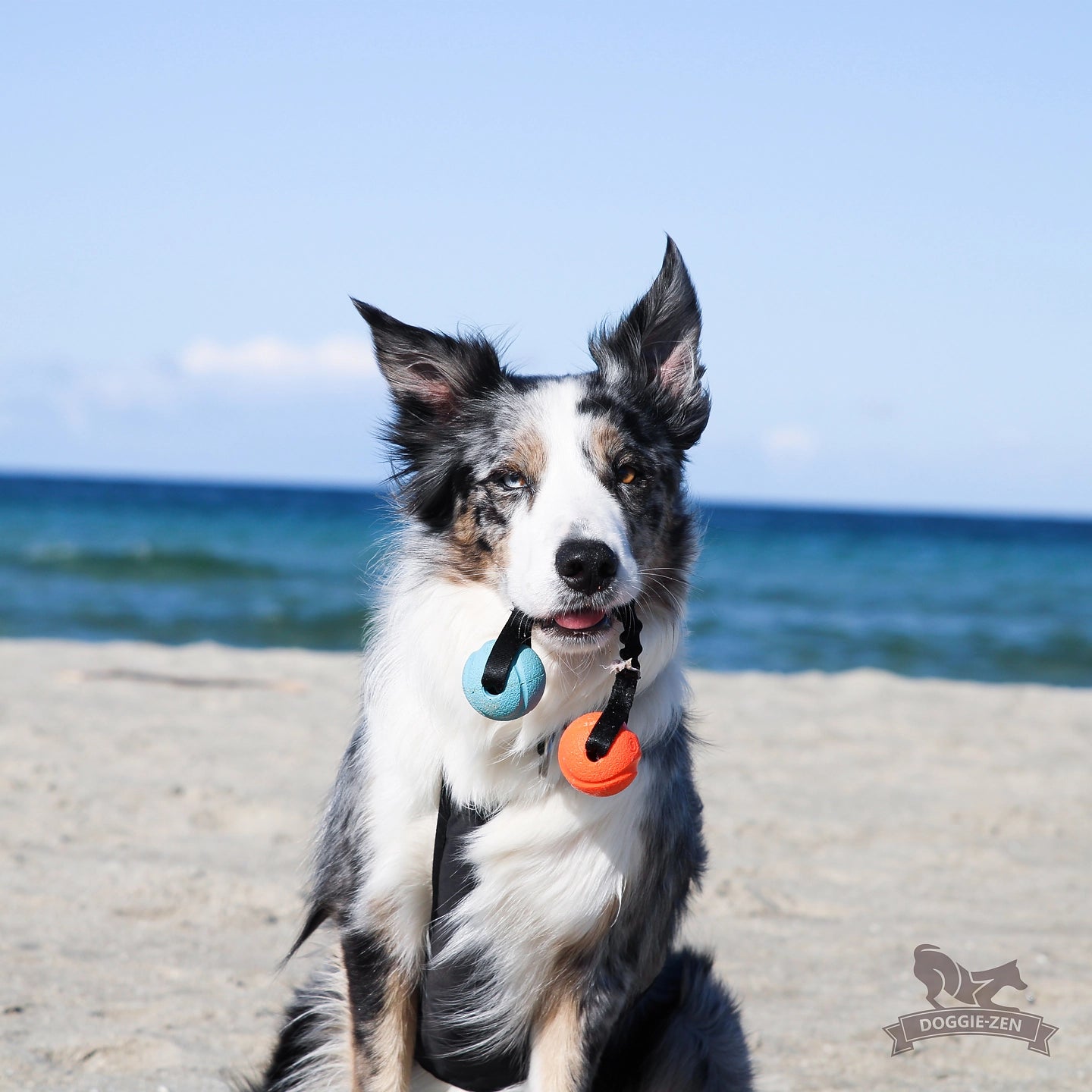 Doggie - zen balleke med strikk