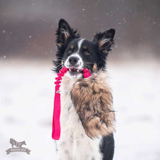 Doggie-zen Mårhund Kamp Leke L