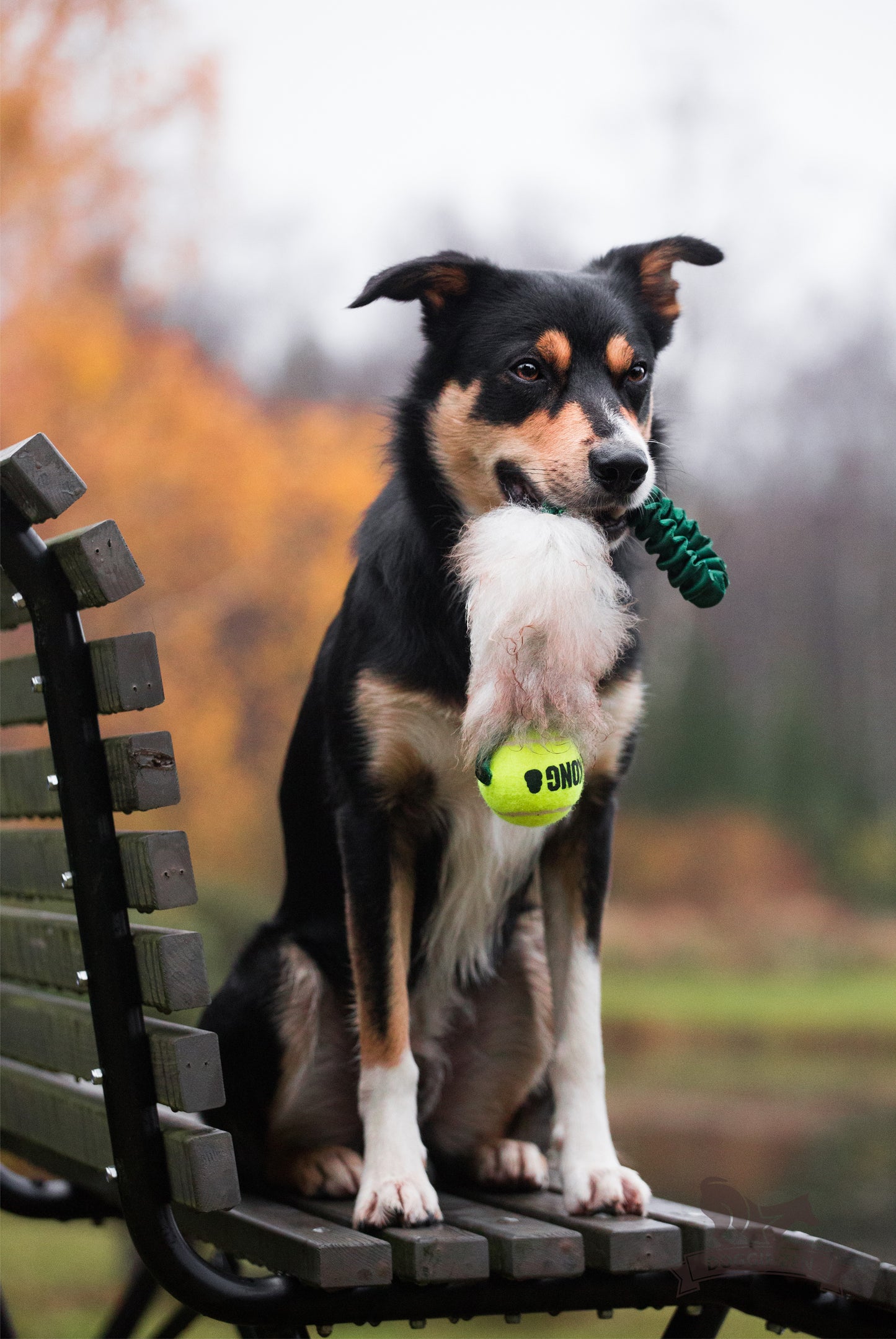 Doggie-zen Lommejager med Kong Air Pipeball