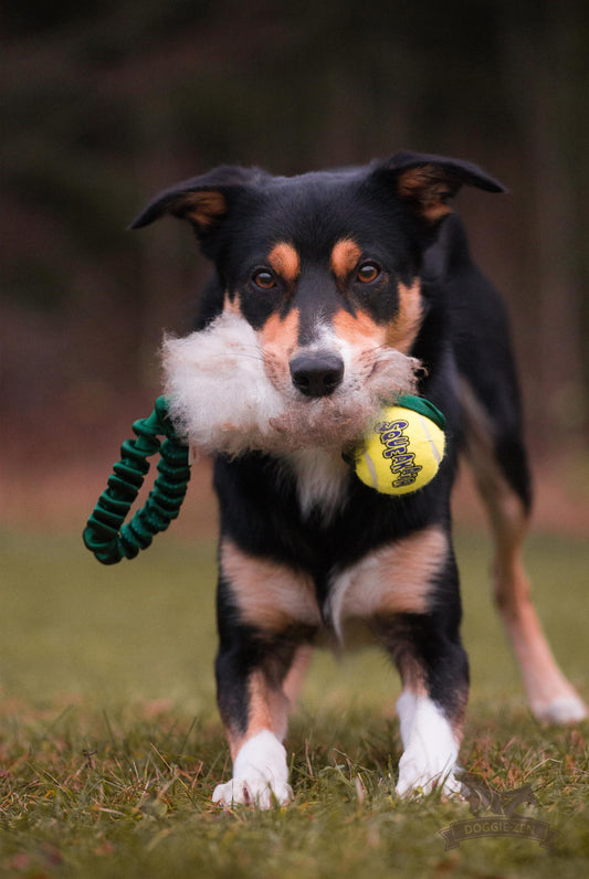 Doggie-zen Lommejager med Kong Air Pipeball