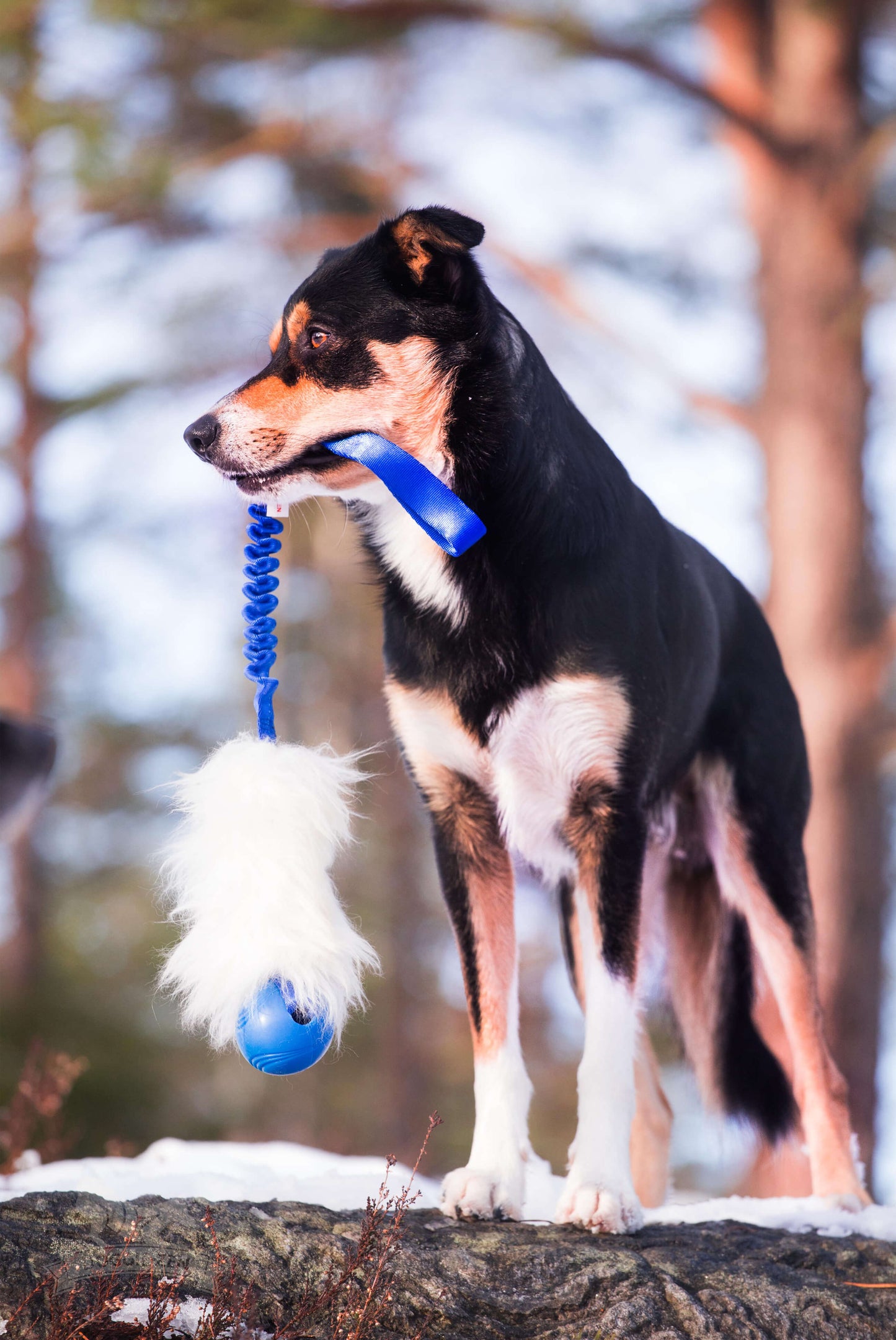 Doggie - Zen Kampleke m/ball