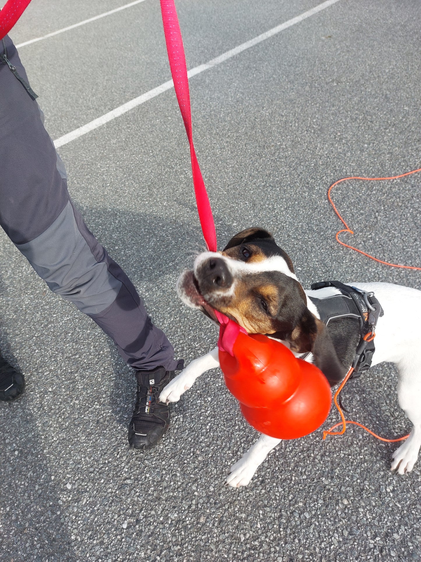 Doggie - Zen Kampleke Bouncer Langt Håndtak