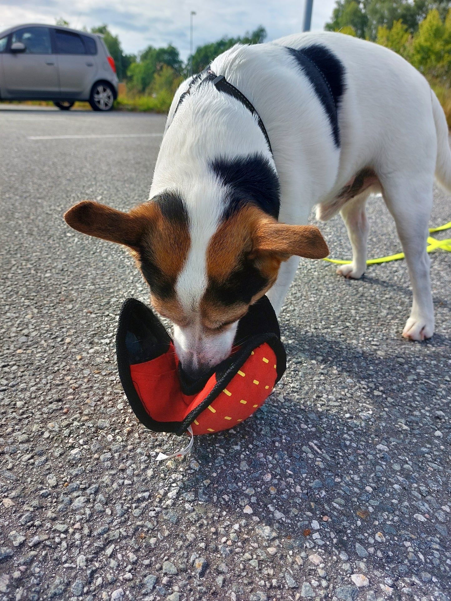  Kong Ballistic hide 'n treat