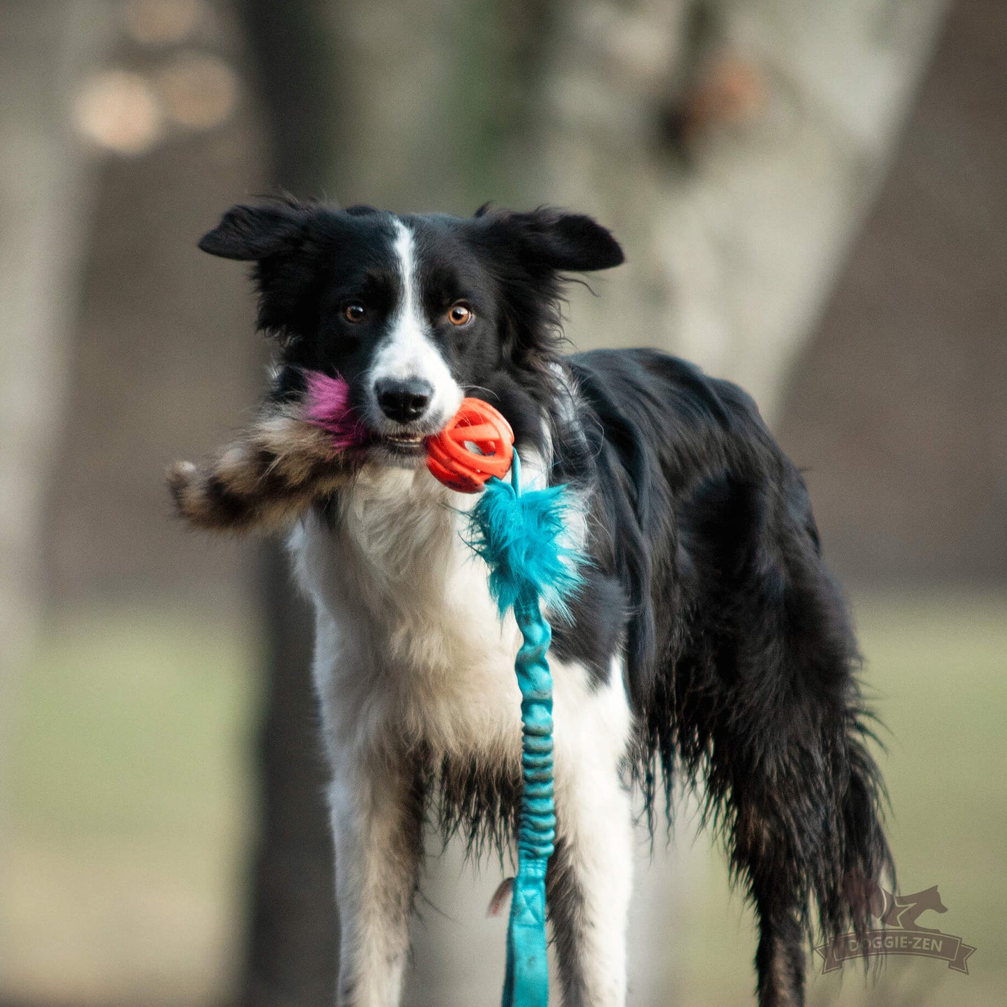 Doggie - zen draleke med vaskebjørnhale