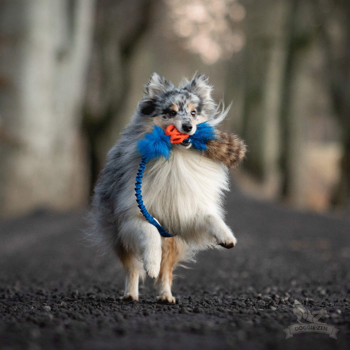 Doggie - zen draleke med vaskebjørnhale